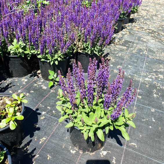 Шавлія лісова 'Blue Bouquetta' - 6