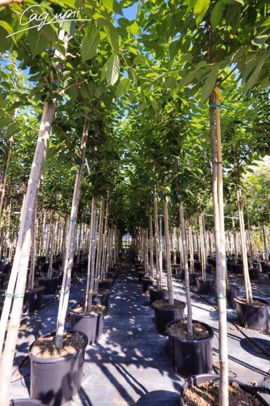 Сакура дрібнозубчаста 'Kanzan' - 7