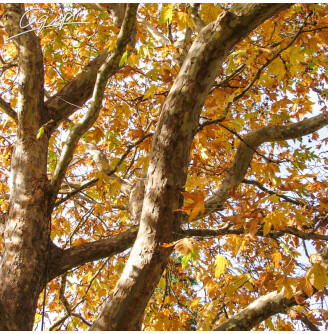 Платан кленолистий