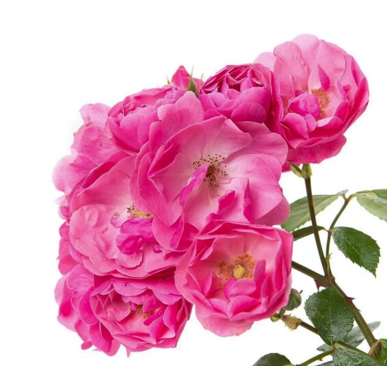 Роза бордюрная 'Angela' #1, C7 - - 7