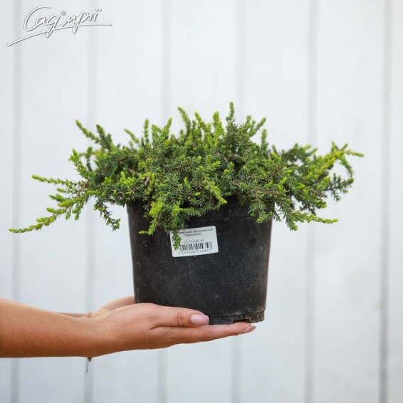 Можжевельник обыкновенный 'Greenmantle' #1, С40 - St. 120 - 1 Можжевельник обыкновенный 'Greenmantle' #1, С40 - St. 120 - 1