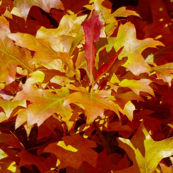 Дуб болотный 'Green Dwarf' #1, C43 6--8 250-300 St. 1/2 - 3 Дуб болотный 'Green Dwarf' #1, C43 6--8 250-300 St. 1/2 - 3