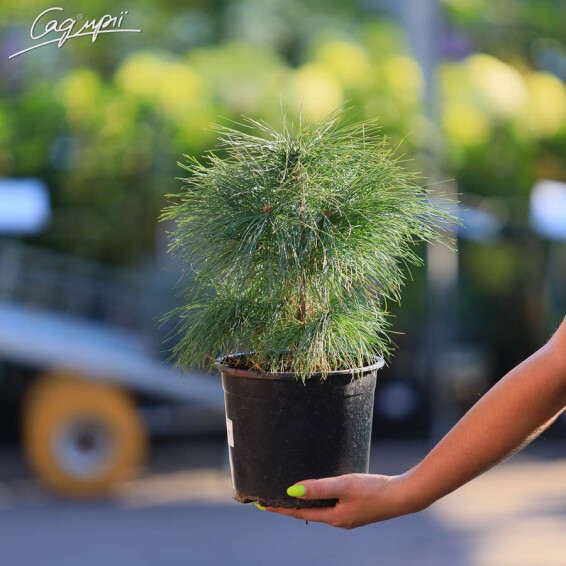 Сосна гімалайська (Гріффіта) - 7