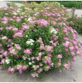 Спирея японская 'Shirobana'