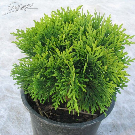 Туя западная 'Danica' - 7