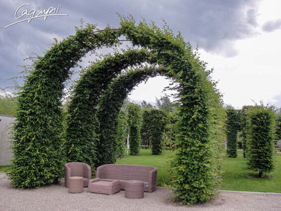 Граб обыкновенный - 3 Граб обыкновенный - 3