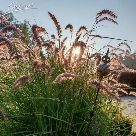 Перистощетинник восточный 'Flamingo' - 5