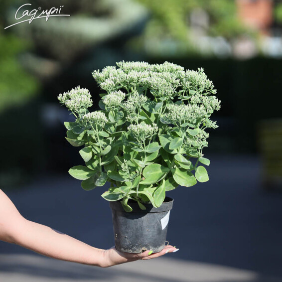 Очиток видный 'Brilliant', C2 - - 2