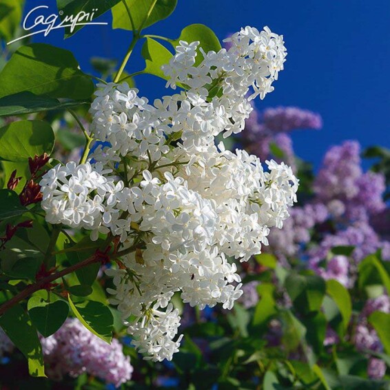 Бузок звичайний 'Mme Lemoine' - 1 Бузок звичайний 'Mme Lemoine' - 1