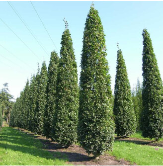 Дуб звичайний 'Fastigiate Koster'