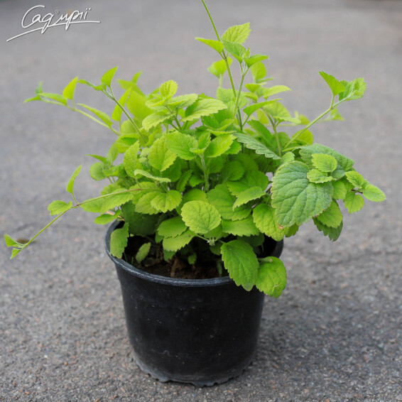 Яснотка зеленчуковая - 2