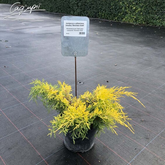 Ялівець середній 'Sheridan Gold' - 2