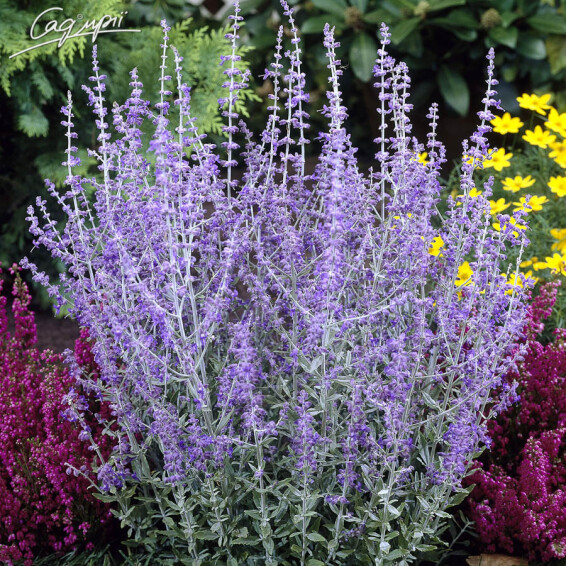 Перовскія лебедолистна 'Blue Spirе' - 2