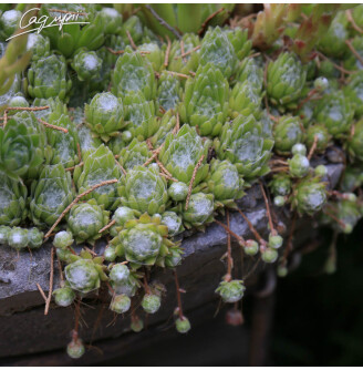 Молодило 'Spider 002'