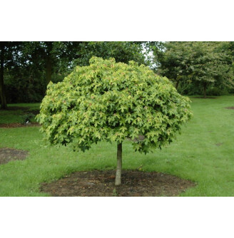 Ліквідамбар смолоносний 'Gum Ball'