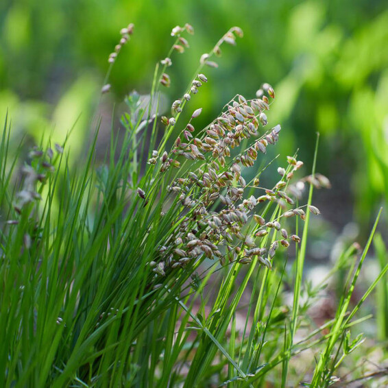 Бриза середня , p9 - - 3