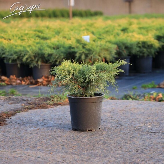 Можжевельник средний 'Gold Coast' - 5