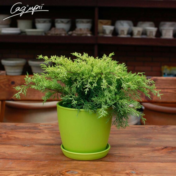 Можжевельник средний 'Gold Coast' - 1