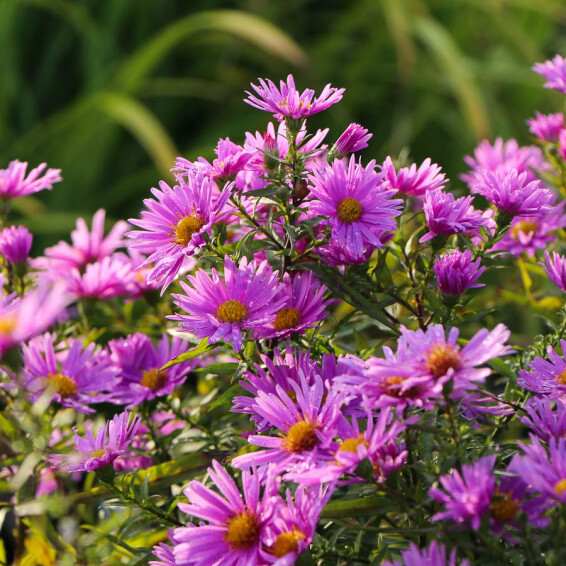 Айстра кущова 'Peter Harrison', C1 - - 4