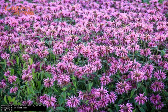 Монарда гібридна 'Pink', C3 - - 2