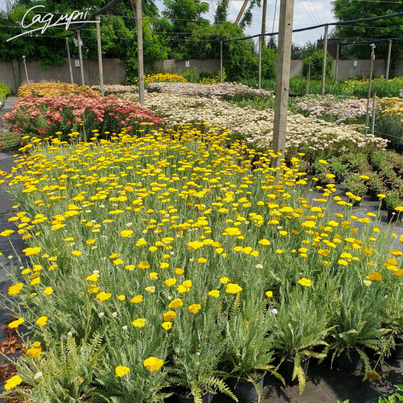 Тысячелистник таволговый 'Schwellenburg', p9 - - 2 Тысячелистник таволговый 'Schwellenburg', p9 - - 2