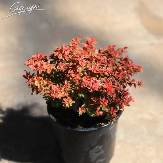 Барбарис Тунберга 'Bagatelle' - 1 Барбарис Тунберга 'Bagatelle' - 1