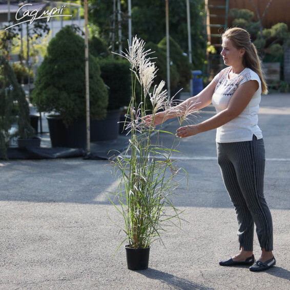 Міскантус китайський 'Kleine Fontane', C3 - - 5