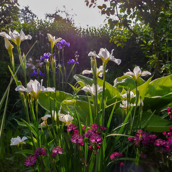 Ірис сибірський 'White Swirl' - 4