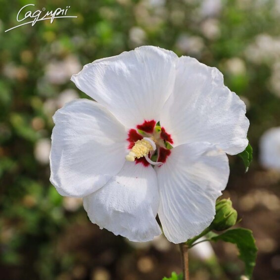 Гібіскус сірійський 'Red Heart' - 2