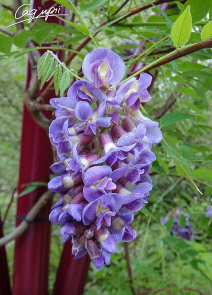 Гліцинія китайська - 3