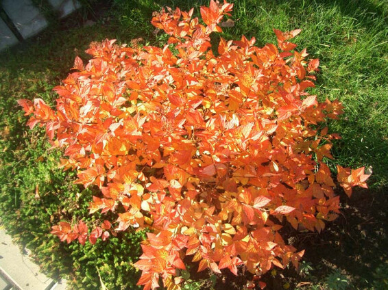 Спирея японская 'Firelight' - 1 Спирея японская 'Firelight' - 1