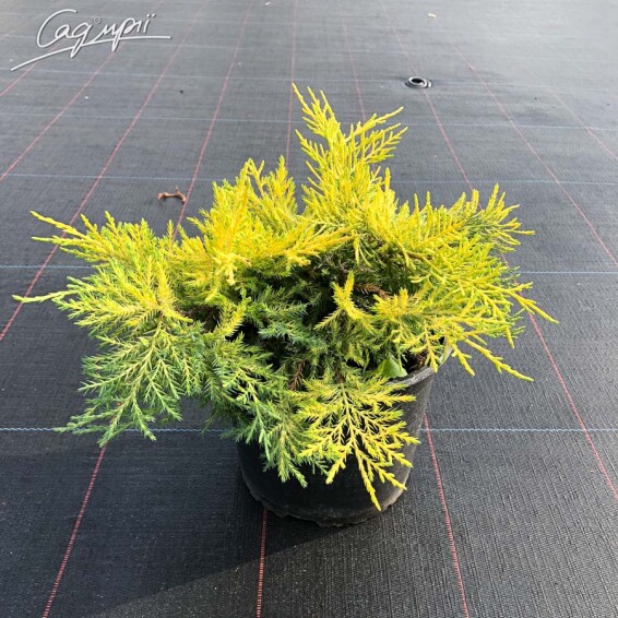 Можжевельник средний 'King of Spring' - 5