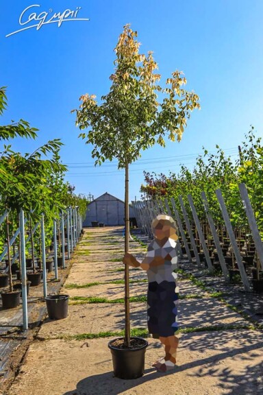 Клен ясенелистный 'Flamingo' - 4 Клен ясенелистный 'Flamingo' - 4