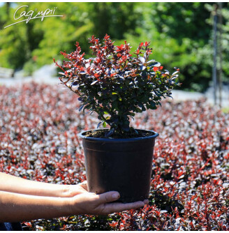 Барбарис Тунберга 'Darts Red Lady'