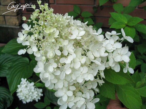 Гортензія волотиста 'Grandiflora' - 1