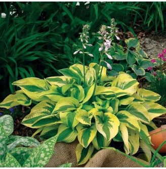 Хоста 'Mama Mia'