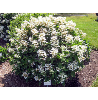 Гортензія волотиста 'Dharuma'®