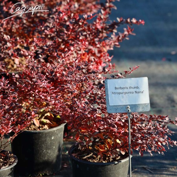 Барбарис Tунберга 'Atropurpurea Nana' #2, RB 20-30 - 3