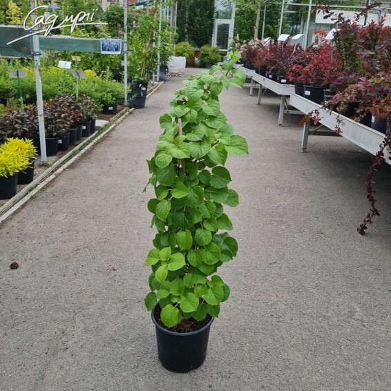 Гортензія черешкова #4, WRB - - 6