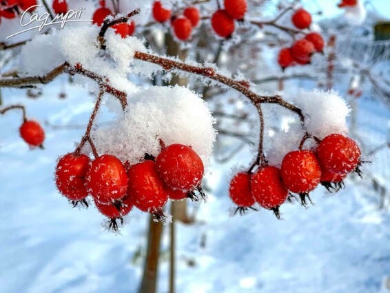 Глід Лавал'є 'Carrierei', WRB 14--16 300-350 St. 180-200 - 1