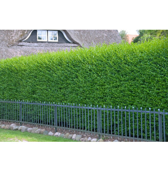 Бирючина звичайна