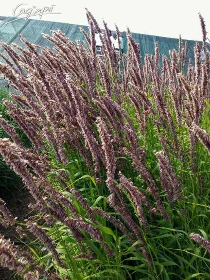 Перлівка висока #1, p9 - - 2