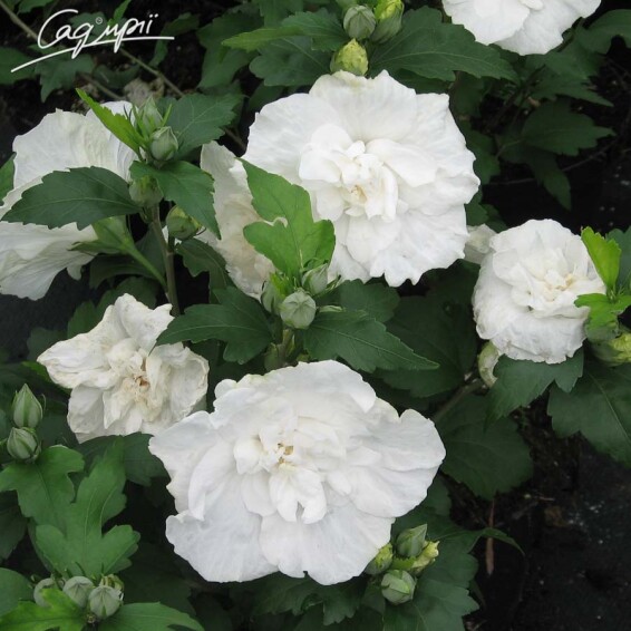 Гибискус сирийский 'White Chiffon' - 2