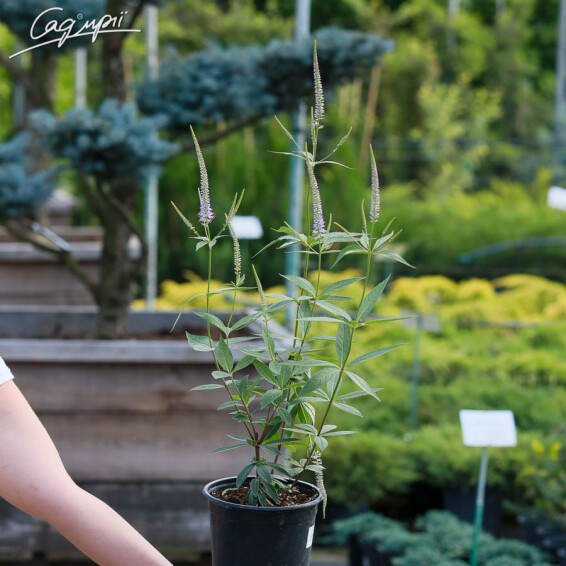 Вероникаструм виргинский 'Fascination' - 7 Вероникаструм виргинский 'Fascination' - 7