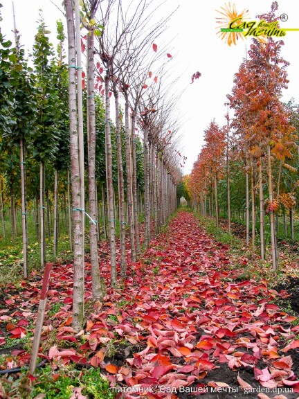 Слива Саржента - 2