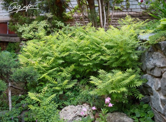 Горобиник горобинолистий 'Sem' ® - 1