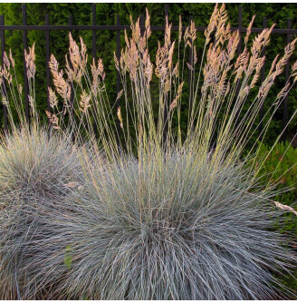 Костриця сиза