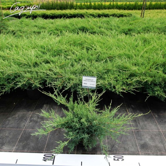 Ялівець середній 'Pfitzeriana Glauca' #5, C14 - - 3