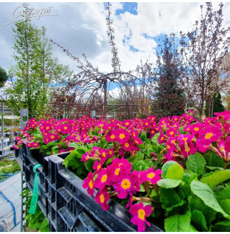 Первоцвіт звичайний