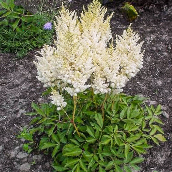 Астільба Арендса 'Weisse Gloria' - 6